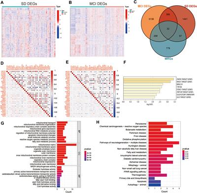 Investigation of the shared biological mechanisms and common biomarker APTAF1 of sleep deprivation and mild cognitive impairment using integrated bioinformatics analysis